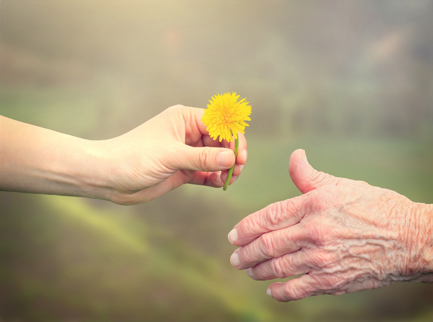 handing a flower to an older woman